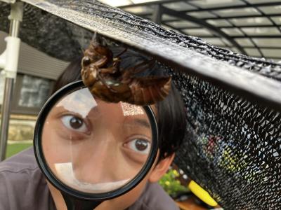 セミの羽化！じっくり観察！