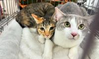 保護猫譲渡会