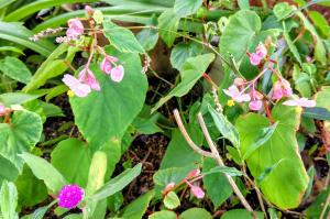 高向公民館　花壇