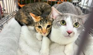 保護猫譲渡会