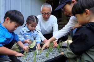 ワサビの苗付けを行う参加者