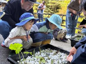 ワサビ苗を見る子供たち