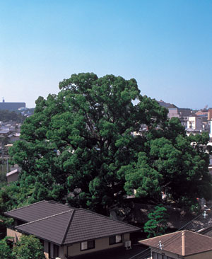 市指定文化財　吉年邸のくすのきの画像1