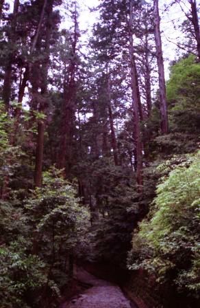 国設定　ふるさと文化財の森　観心寺境内林の画像2