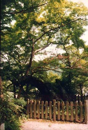 府指定文化財　延命寺の夕照もみじの画像