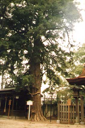 府指定文化財　長野神社のかやのき野画像