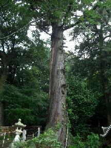 府指定文化財　金剛寺のすぎの画像