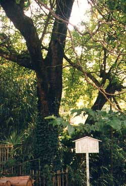 府指定文化財　左近邸の桑の木の画像