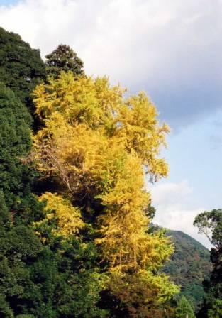 府指定文化財　八幡神社のいちょうの画像