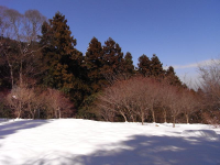 新芽と雪景色