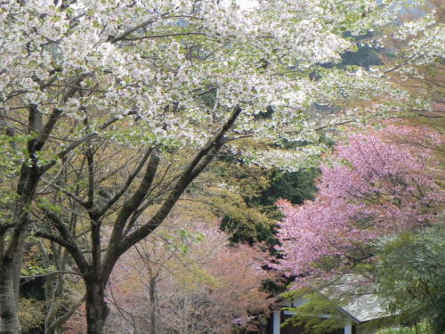 桜の季節