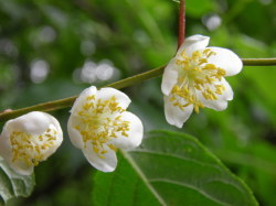 マタタビの花