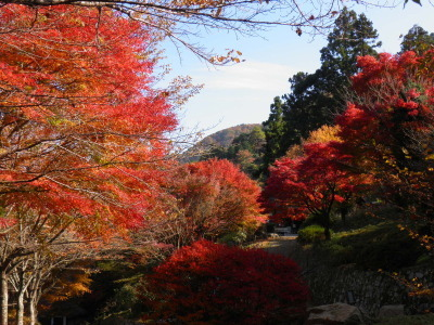 四季彩館前の紅葉