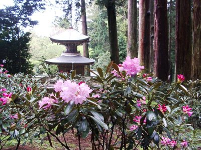 岩湧寺のシャクナゲ