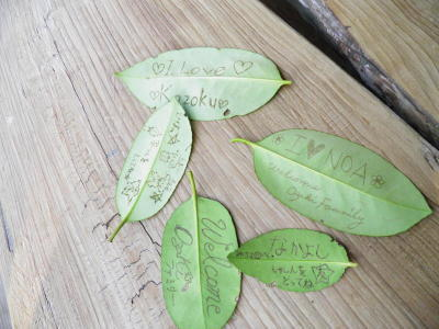 タラヨウの葉に字が書ける