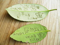 タラヨウの葉っぱに描いた字