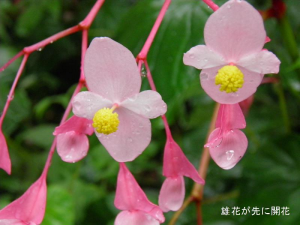 シュウカイドウの雄花