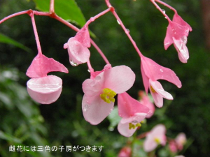 シュウカイドウの雌花