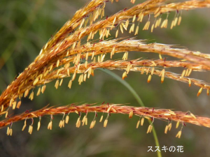 ススキの花