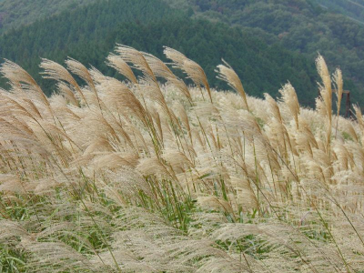 山頂のススキ