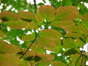 シラキの紅葉