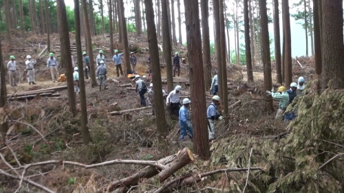 間伐体験の全体風景