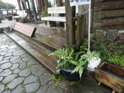 館横のお花