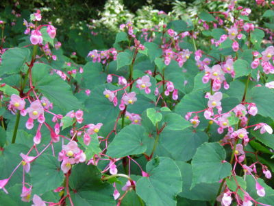 シュウカイドウの花と葉