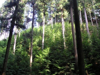健全な森林