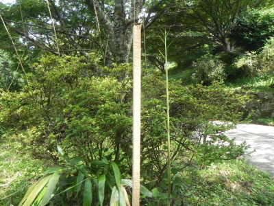 竹の成長を観察しました
