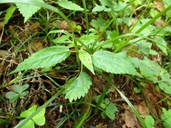 危険な植物の紹介ですイラクサ