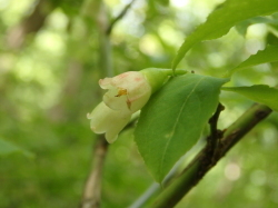 スノキの花