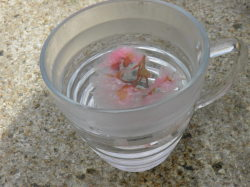 桜茶