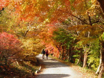 11月の紅葉