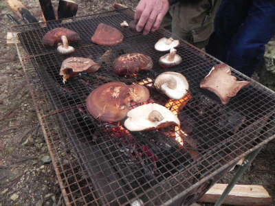 採り立てのしいたけを焼きました