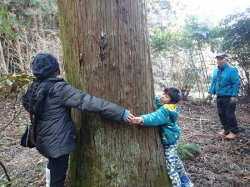 お寺の杉の木の大きさを手で測る