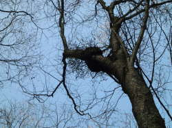 ミズメの木に付いたヤドリギ