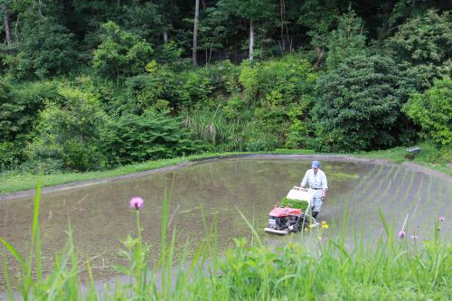 田植え