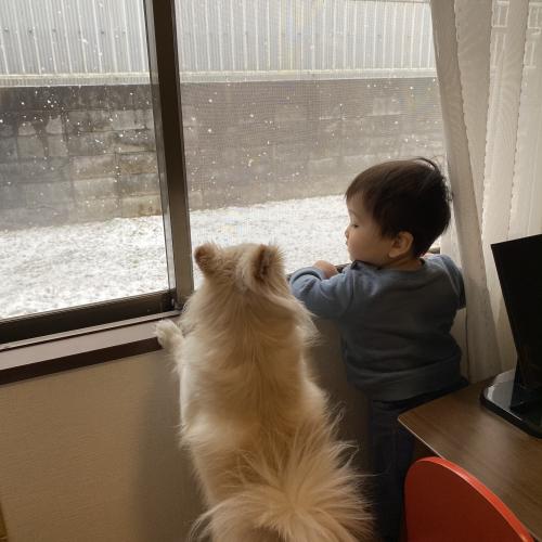 犬と僕と雪