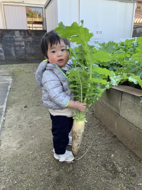 ぼくの大根