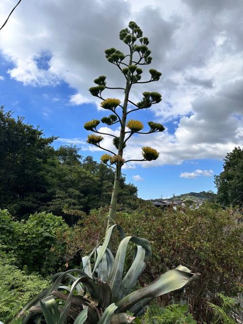 幻の花が！