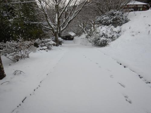 積雪