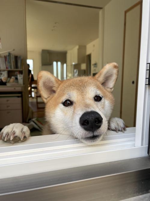 早く帰ってきてワン