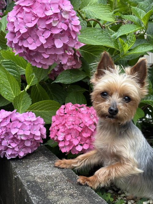 大輪の紫陽花と