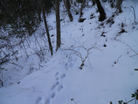 雪上の足跡