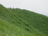 山頂の茅原に咲くササユリ