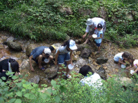 水生生物の観察