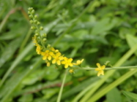 観察した花ですキンミズヒキ