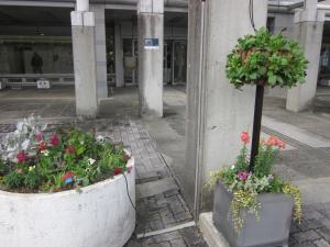 植え替え後04