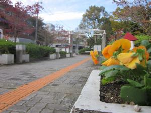 植え替え後05